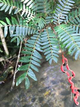 Image of Guadeloupe blackbead