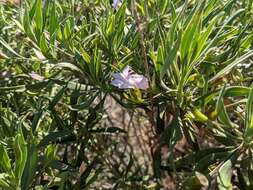 Image de Eremophila freelingii F. Muell.