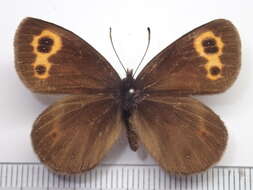 Image of Erebia niphonica Janson 1877