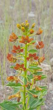 Image of Cleome coluteoides Boiss.