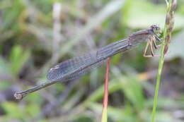 Image of Senegal bluetail