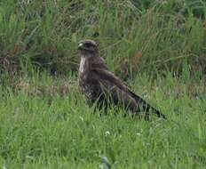 Image of <i>Buteo buteo rothschildi</i>