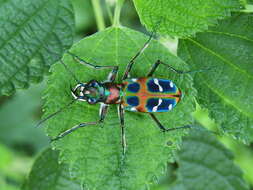 Image of tigerbeetle