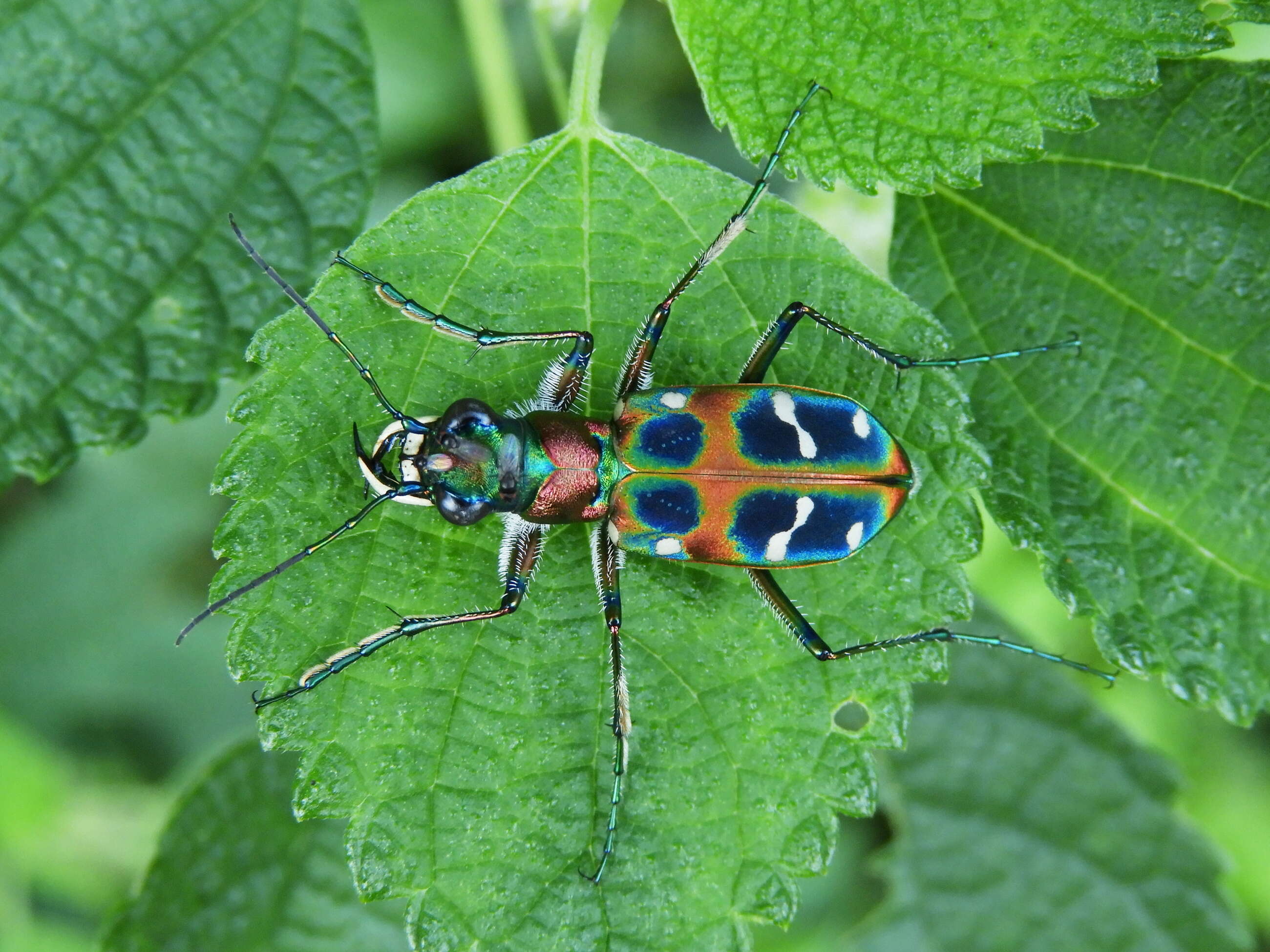 Image of tigerbeetle