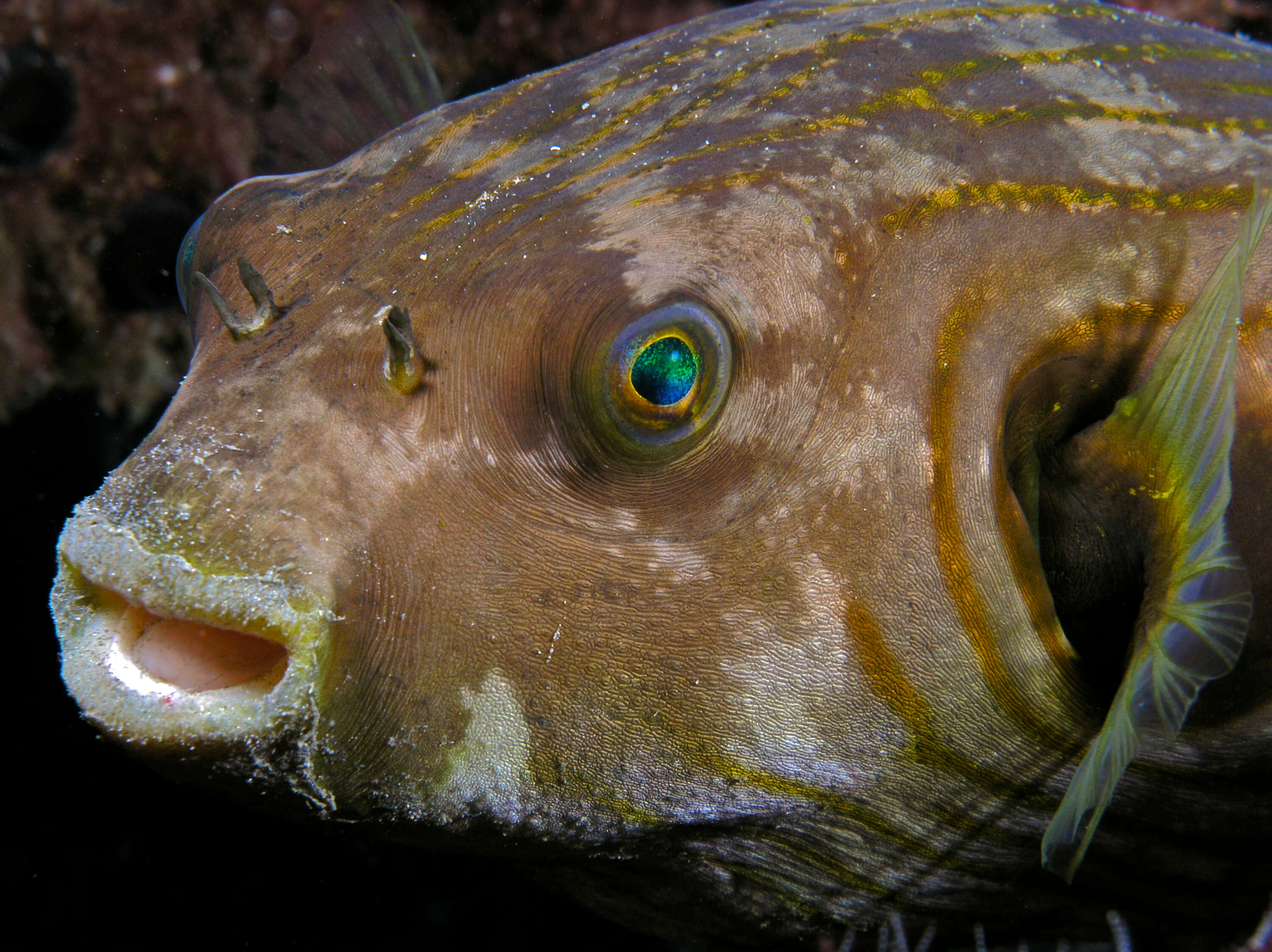 Image of Broadbarred Toadfish