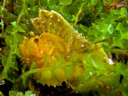 Image of Sea Grape