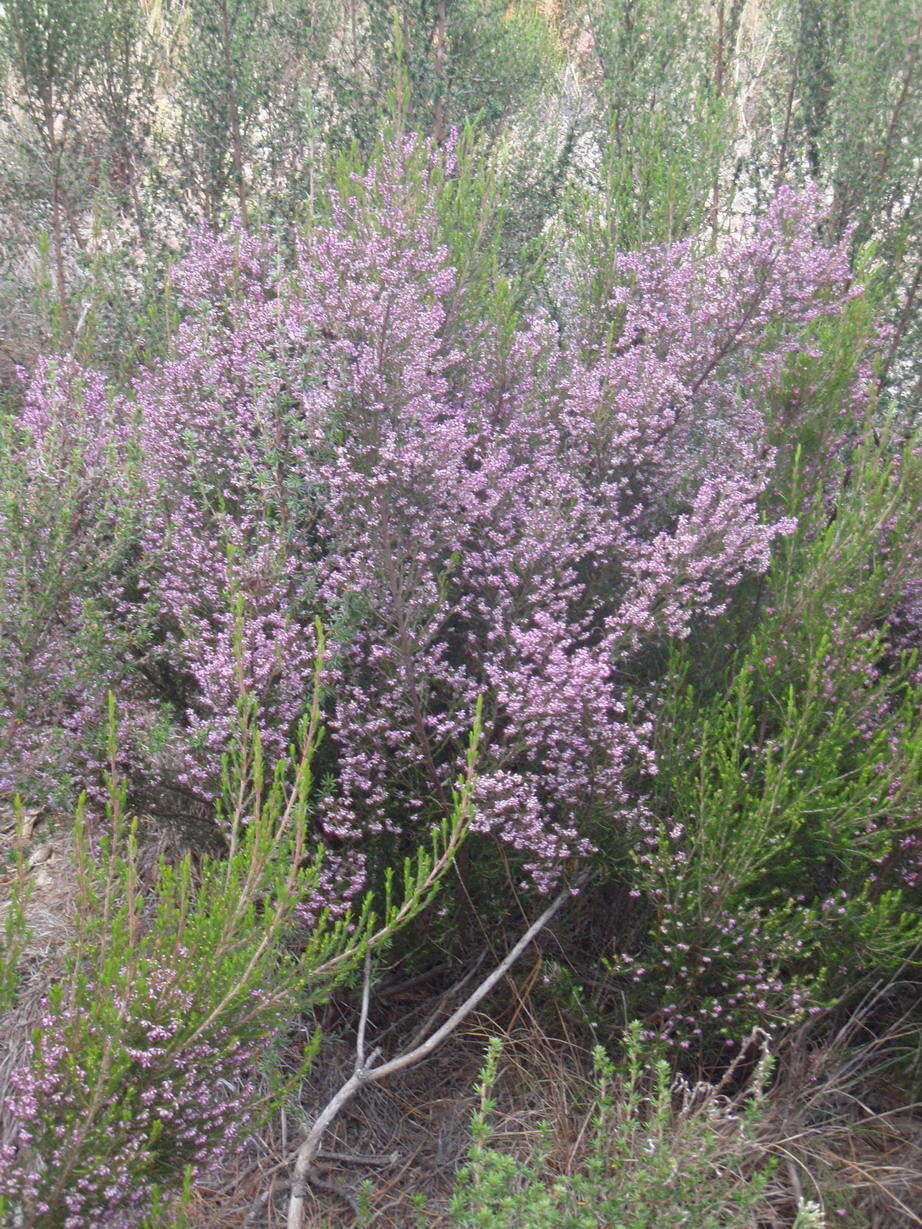 Image of Erica quadrifida (Benth.) E. G. H. Oliver