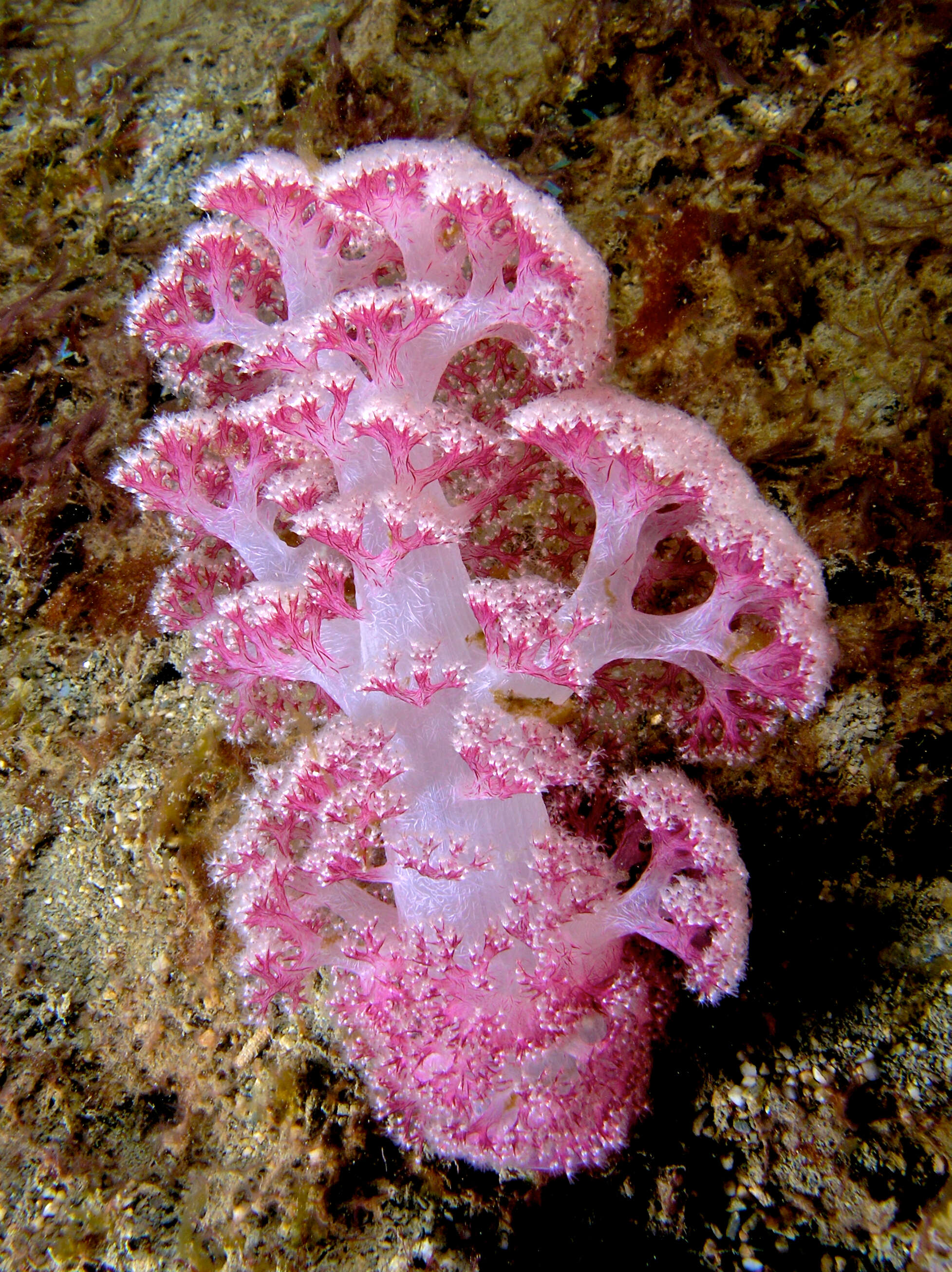 Image of Twotone soft coral