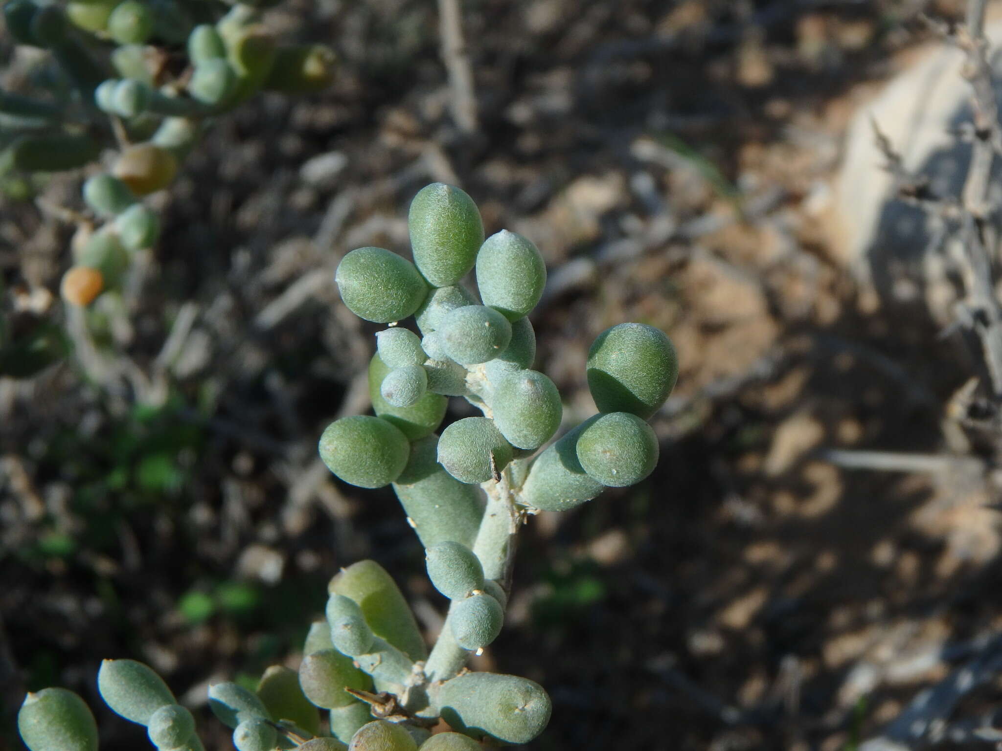 Image of Tetraena alba (L. fil.) Beier & Thulin