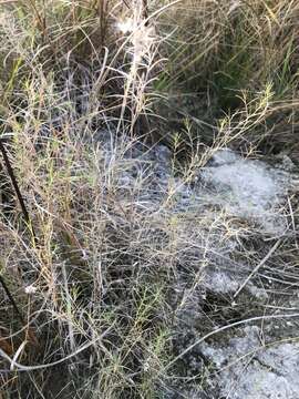 Imagem de Muhlenbergia utilis (Torr.) Hitchc.