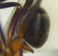 Image of Narrow headed ant