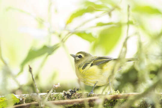 Image of Yellow-winged Vireo