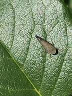 Image of Privet Leafhopper