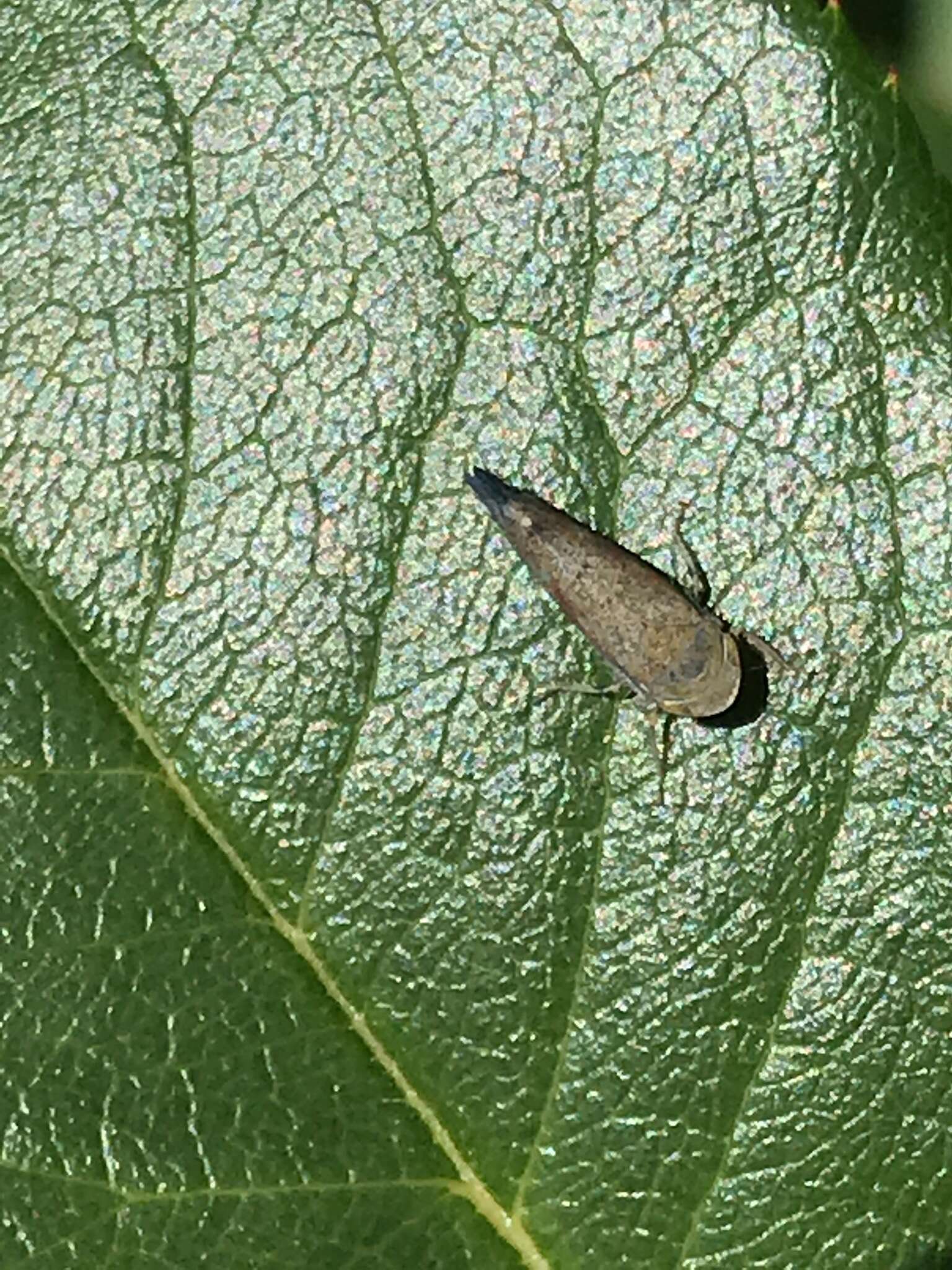 Image of Privet Leafhopper