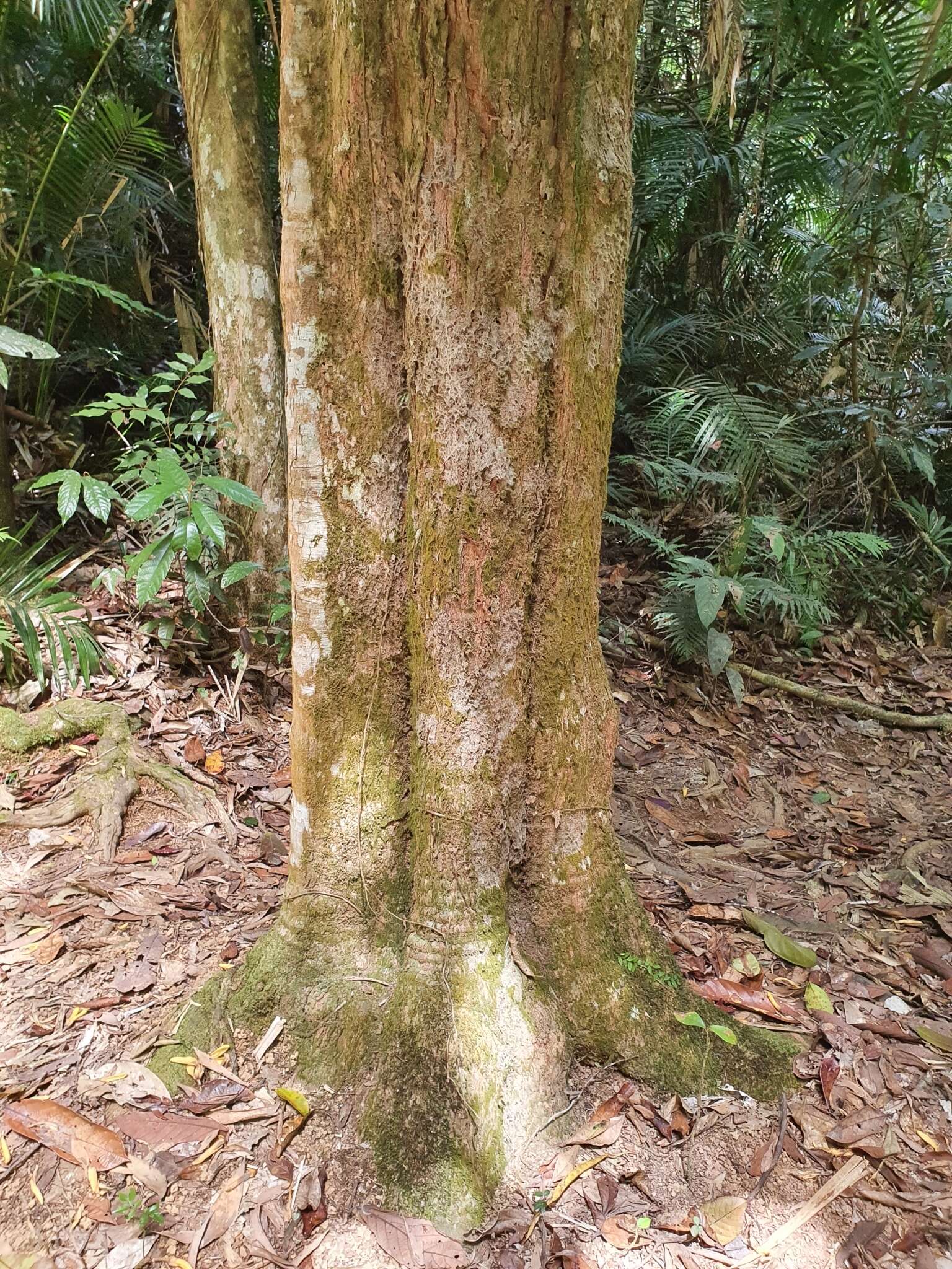 Imagem de Xanthophyllum fragrans C. T. White