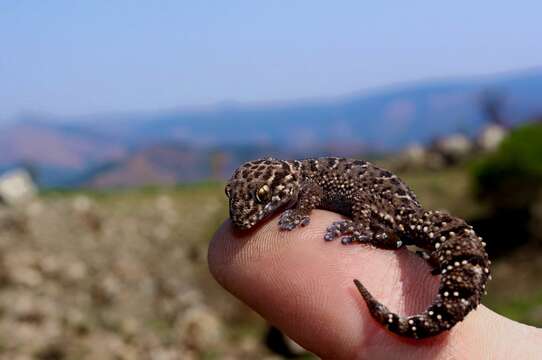 Image of Van Son's Gecko