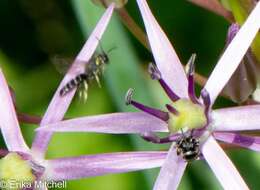 Image of Hylaeus annulatus (Linnaeus 1758)