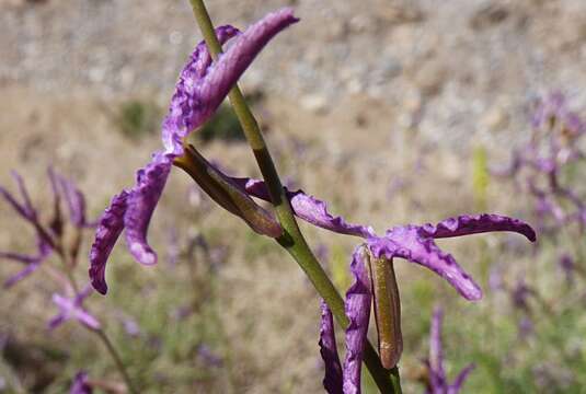 Image of Matthiola maroccana Coss.