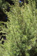 Image of Kunzea linearis (Kirk) de Lange & Toelken