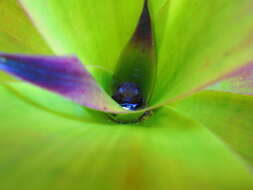 Image of Bromeliohyla Faivovich, Haddad, Garcia, Frost, Campbell & Wheeler 2005