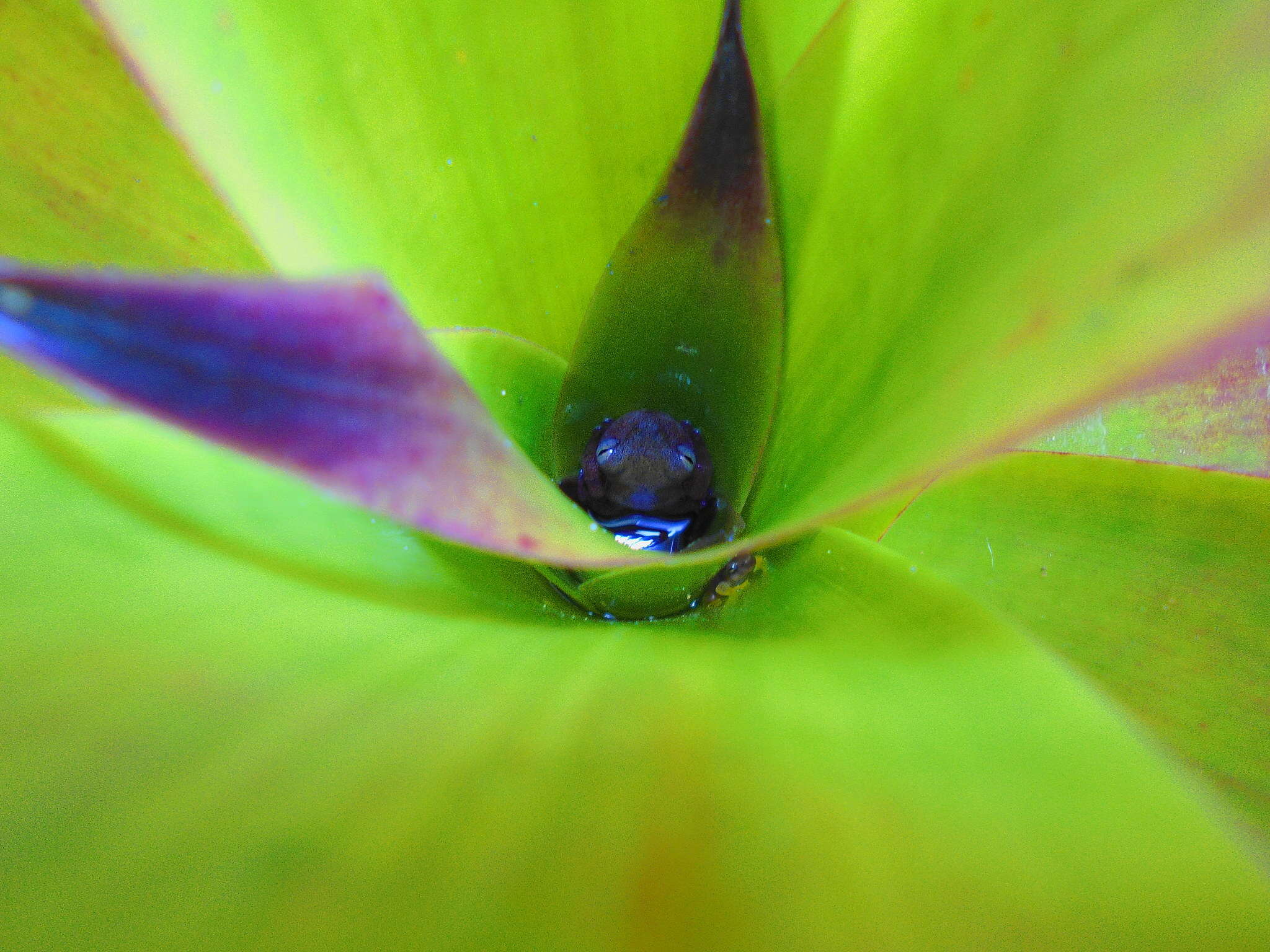 Image of Bromeliohyla Faivovich, Haddad, Garcia, Frost, Campbell & Wheeler 2005