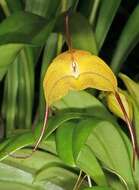 Image of Masdevallia triangularis Lindl.