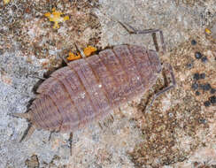 Image of Porcellionides sexfasciatus (Budde-Lund 1885)