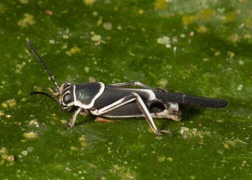 Image of Ripipteryx limbata (Burmeister & H. 1838)