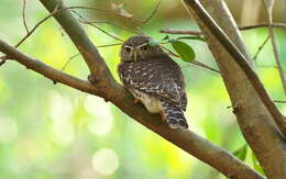 Image of Cuban Pygmy Owl