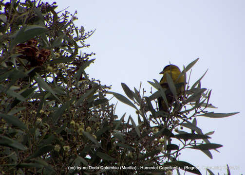 Image of Andean Siskin