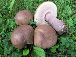 Image of Tylopilus plumbeoviolaceus (Snell & E. A. Dick) Snell & E. A. Dick 1941