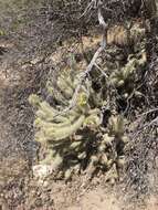 Image de Cylindropuntia ganderi subsp. ganderi