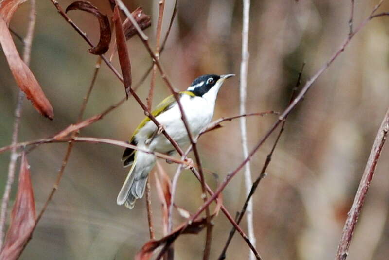 Image of White-throated Honeyeater