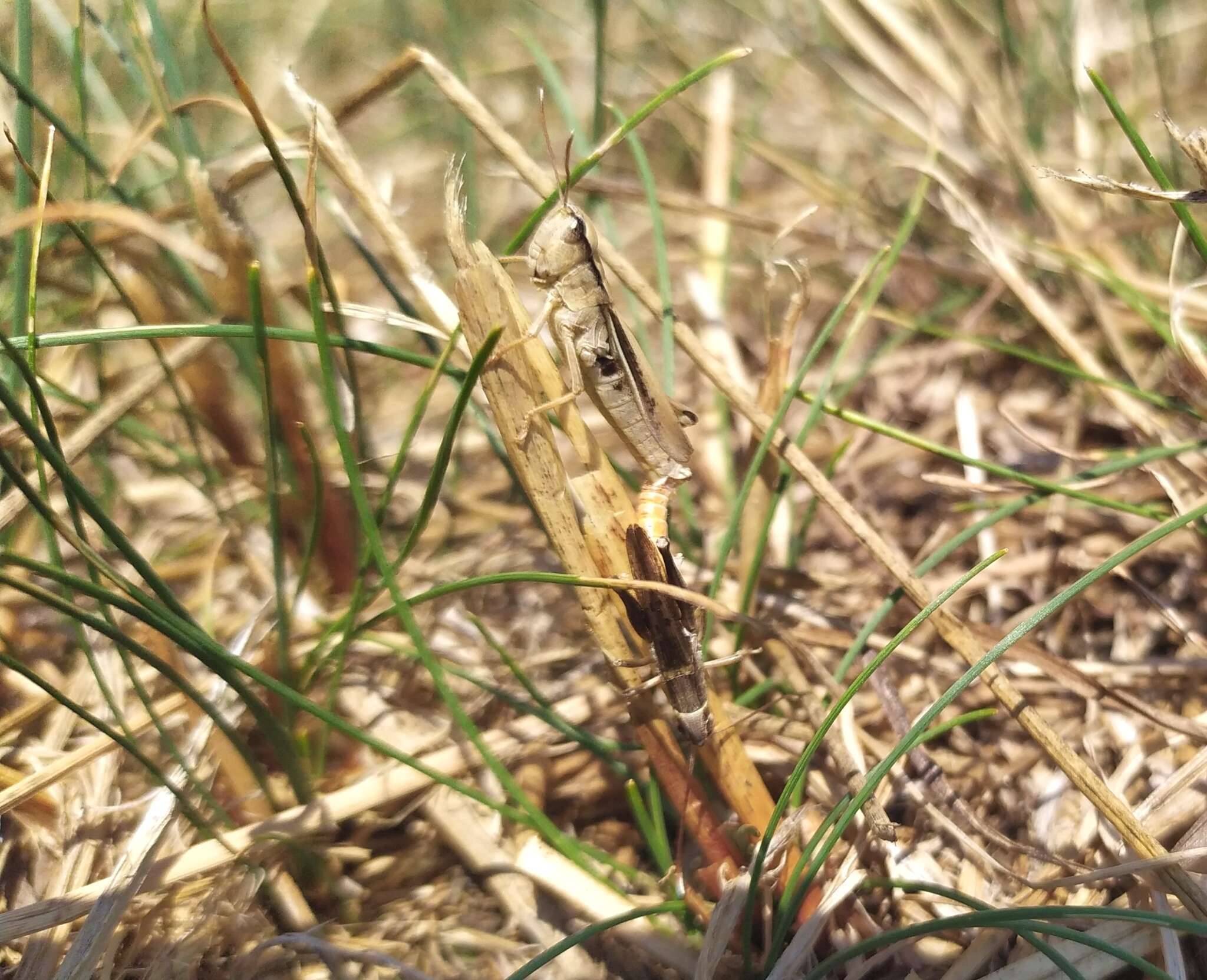 Image of Epirus Dancing Grasshopper