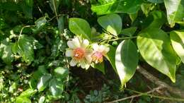 Image of Barbados shrub