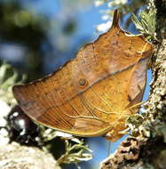 Imagem de <i>Charaxes <i>varanes</i></i> varanes