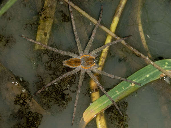 Plancia ëd Nilus margaritatus (Pocock 1898)