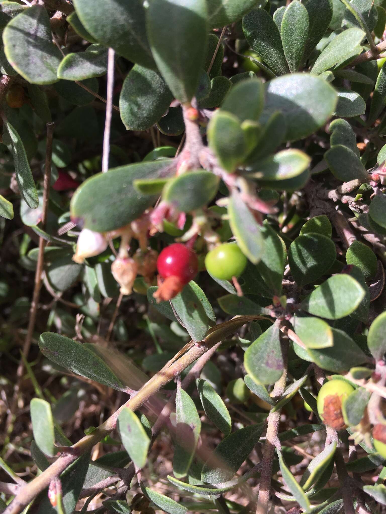 Image de Arctostaphylos pumila Nutt.