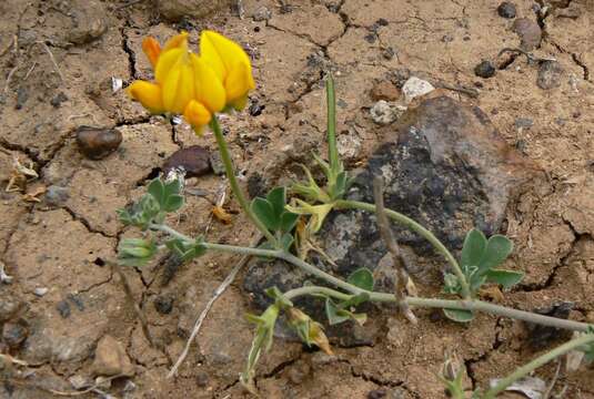 Image of Lotus lancerottensis Webb & Berthel.