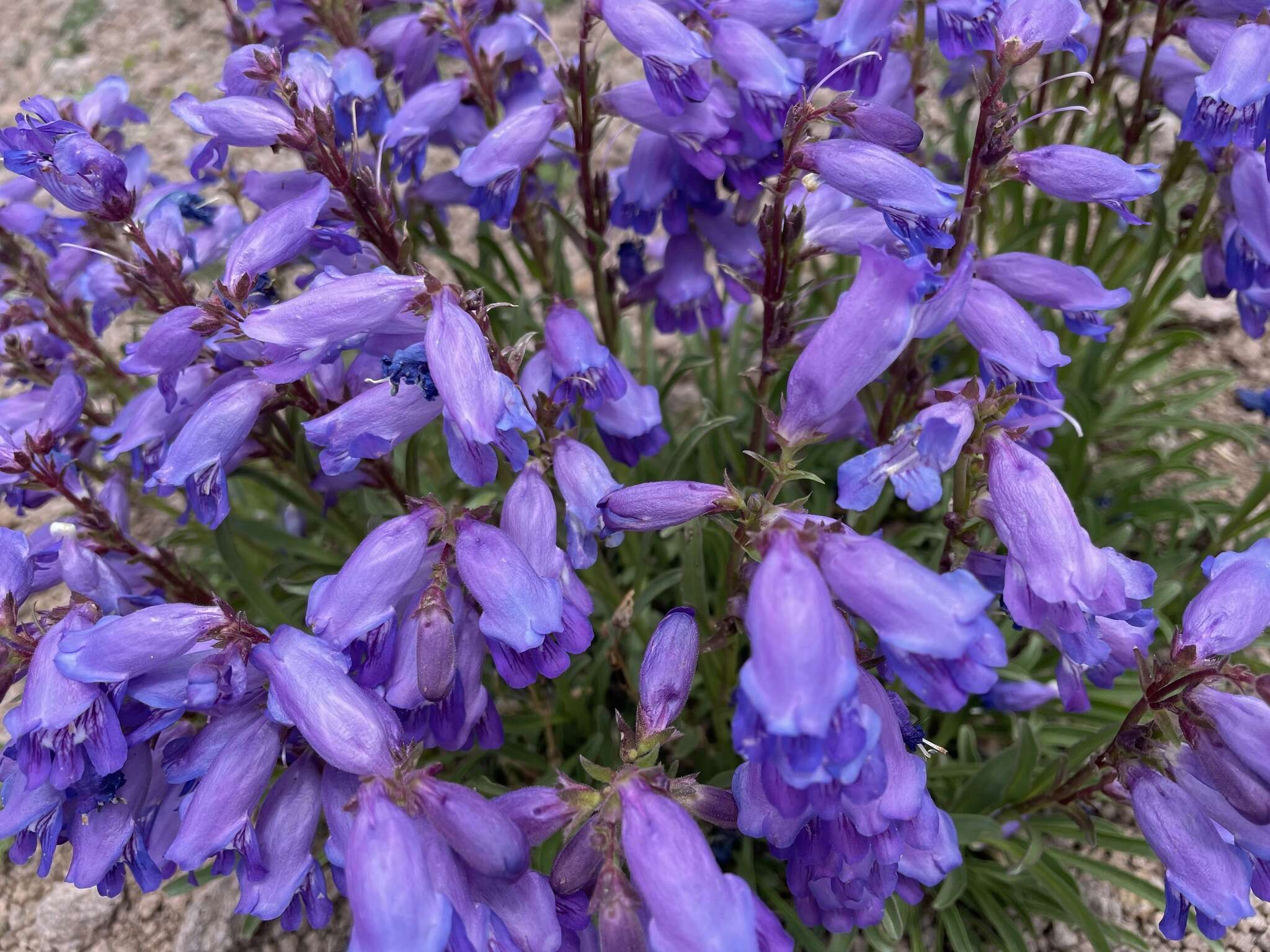 Plancia ëd Penstemon hallii A. Gray