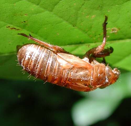 Image of Decim Periodical Cicada