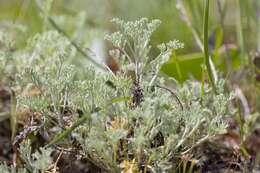 Sivun Artemisia maritima kuva