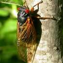 Image of Decim Periodical Cicada