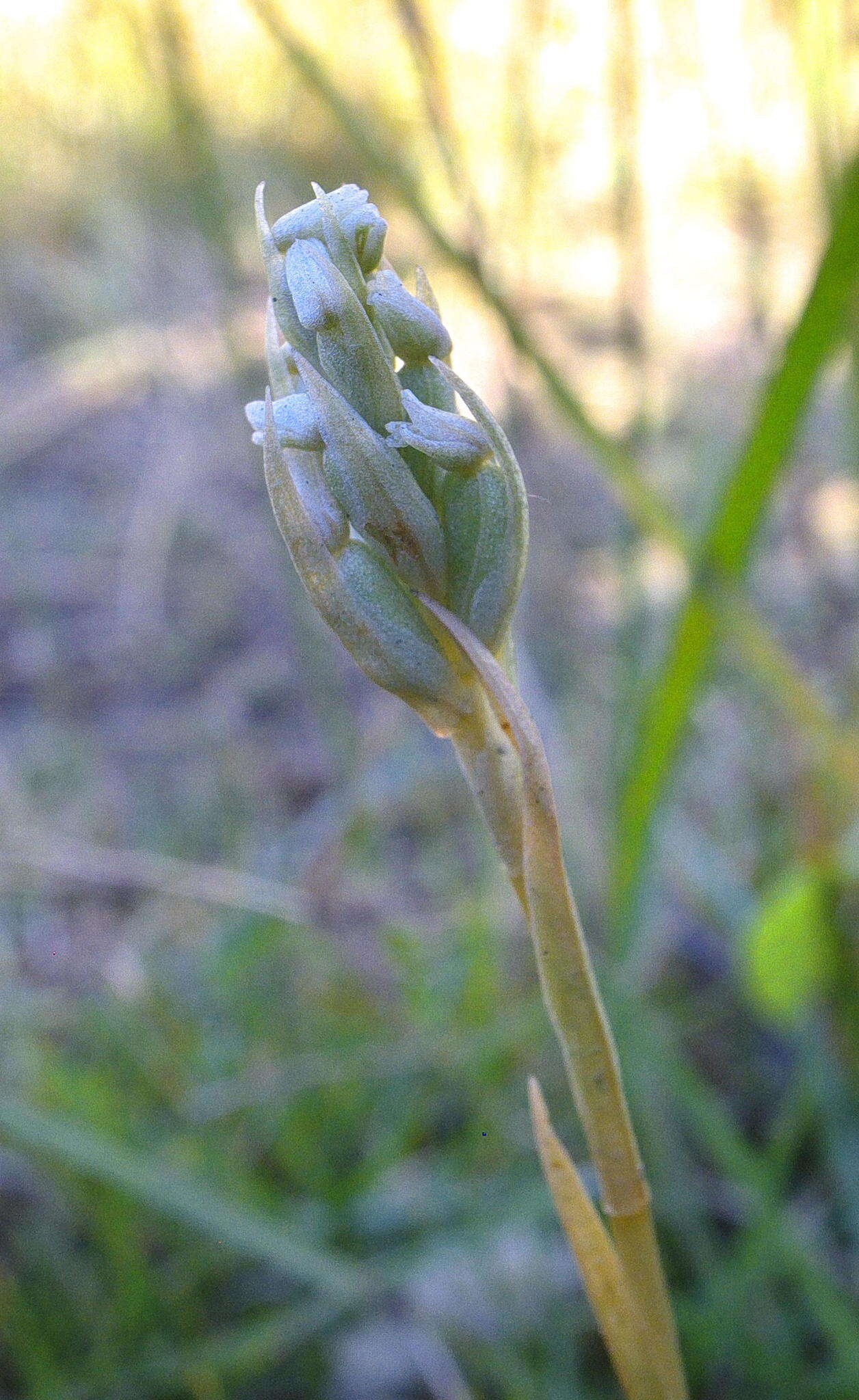 Image of Zeuxine africana Rchb. fil.