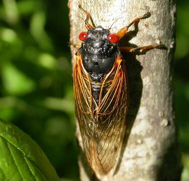 Image of Decim Periodical Cicada