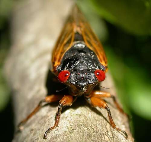 Image of Decim Periodical Cicada