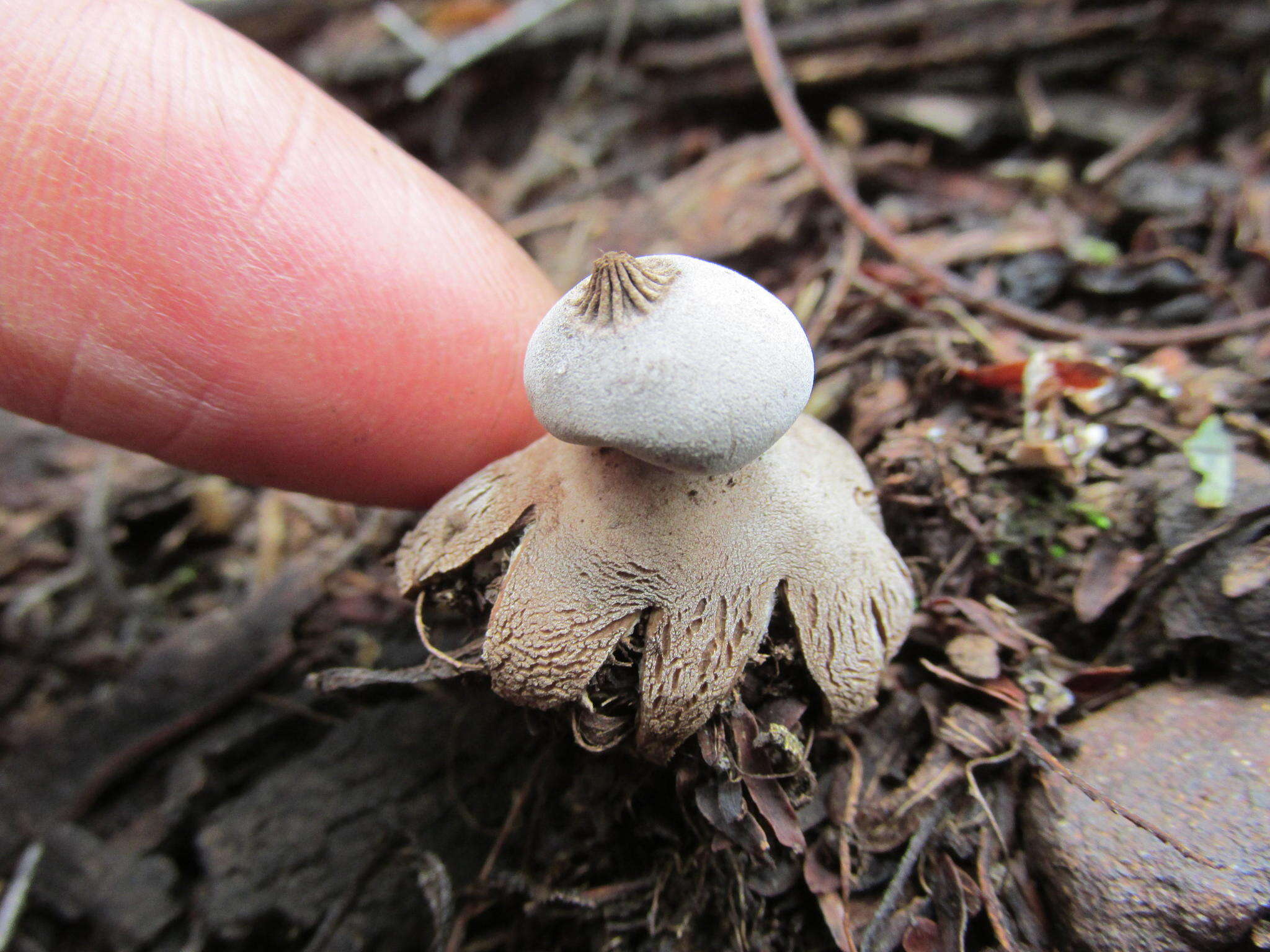 Image of Geastrum schmidelii Vittad. 1842