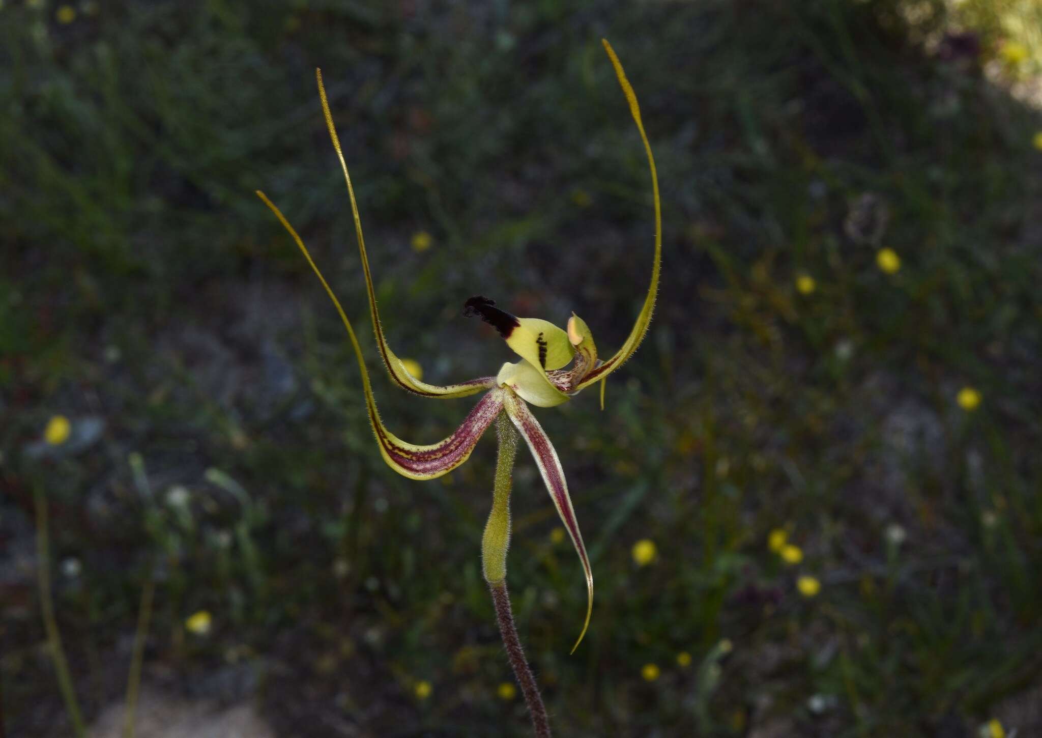 Caladenia integra E. Coleman的圖片