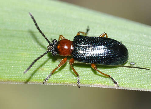 Image of Cereal leaf beetle