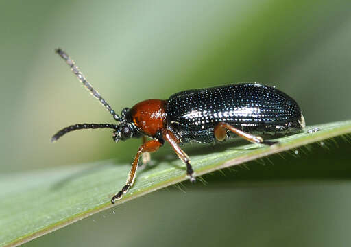 Image of Cereal leaf beetle